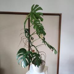 斑入りモンステラ　高さ124cm☓横77cmの画像