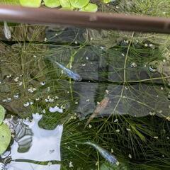 メダカ稚魚10匹、メダカ餌15g、水草3種類の画像