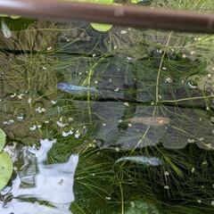 メダカ稚魚10匹、メダカ餌15g、水草3種類の画像