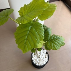ウンベラータの画像