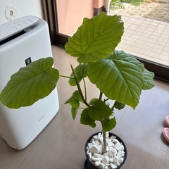 ウンベラータの画像