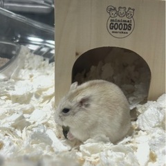 ハムスター オスとメス