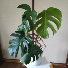 斑入りモンステラ　高さ81cm☓横65cmの画像