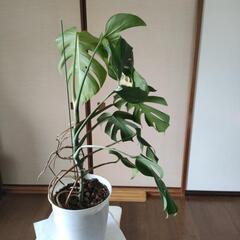 斑入りモンステラ　高さ81cm☓横65cmの画像
