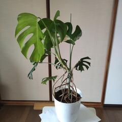 斑入りモンステラ　高さ81cm☓横65cmの画像
