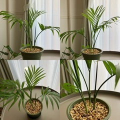 観葉植物　パキラ　フィカス　テーブルヤシ　カンノンチク　　の画像