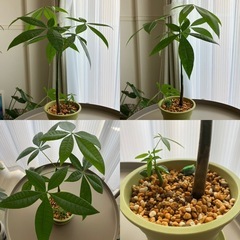 観葉植物　パキラ　フィカス　テーブルヤシ　カンノンチク　　の画像