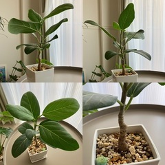 観葉植物　パキラ　フィカス　テーブルヤシ　カンノンチク　　の画像