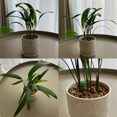 観葉植物　パキラ　フィカス　テーブルヤシ　カンノンチク　　の画像