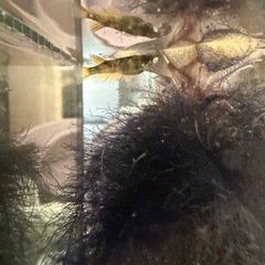 メダカの画像