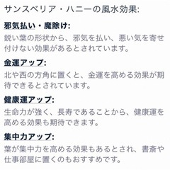 美株　このまま飾れる　サンスベリアの人気種　ゴールデンハニー　ハイドロカルチャーの画像