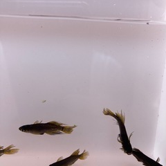 阿形　メダカ　稚魚　1匹100円の画像