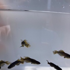 阿形　メダカ　稚魚　1匹100円の画像