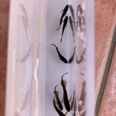 阿形　メダカ　稚魚　1匹100円の画像