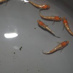 メダカ　レッドクリフ紅白稚魚　10匹の画像
