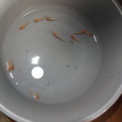 メダカ　レッドクリフ紅白稚魚　10匹の画像