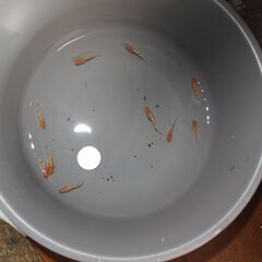メダカ　レッドクリフ紅白稚魚　10匹の画像
