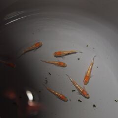 メダカ　レッドクリフ紅白稚魚　10匹の画像