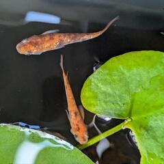 月神  メダカの画像