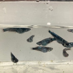 墨武　メダカ　稚魚　1匹100円の画像