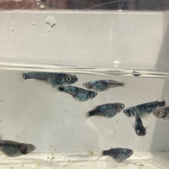 墨武　メダカ　稚魚　1匹100円の画像