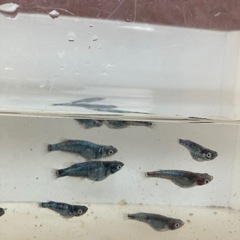 墨武　メダカ　稚魚　1匹100円の画像