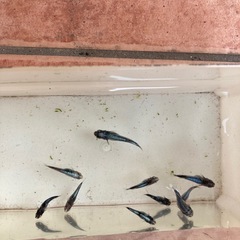 墨武　メダカ　稚魚　1匹100円の画像