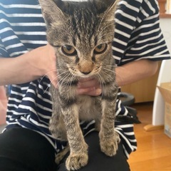 黒とグレーのしましま猫ちゃん