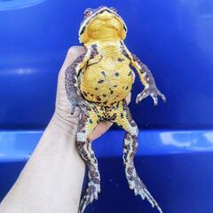 発送可能、ビッグで強烈なヒキガエルの画像