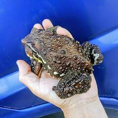 発送可能、ビッグで強烈なヒキガエルの画像