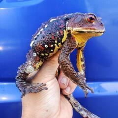 発送可能、ビッグで強烈なヒキガエルの画像