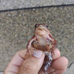 赤色系、小さいヒキガエル、発送可能の画像