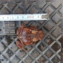 赤色系、小さいヒキガエル、発送可能の画像