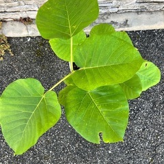 ウンベラータ①の画像