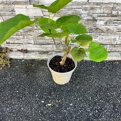 ウンベラータ①の画像