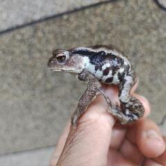 お手頃サイズのヒキガエル、発送可能ですの画像