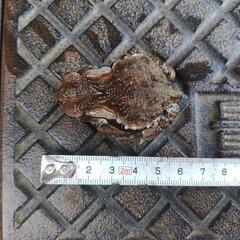 お手頃サイズのヒキガエル、発送可能ですの画像
