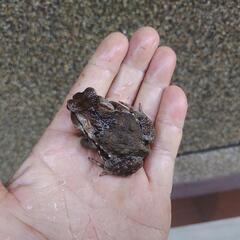 お手頃サイズのヒキガエル、発送可能ですの画像