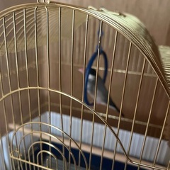 >締め切らせていただきます<【急募】文鳥