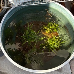 マツモ(水草)の画像