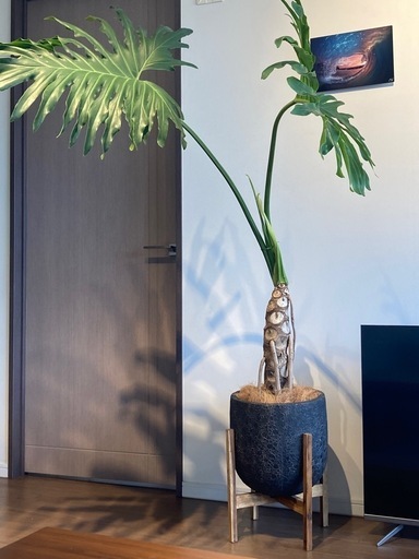 セローム(観葉植物)