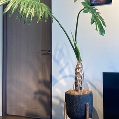 セローム(観葉植物)の画像