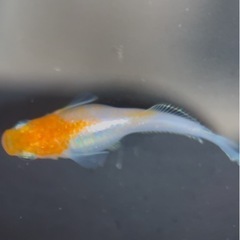【勝運メダカ】人気品種 ハイビスカスの画像