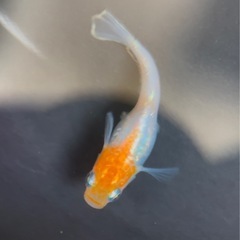 【勝運メダカ】人気品種 ハイビスカスの画像