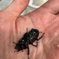 ヒラタクワガタ　ペアの画像