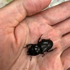 ヒラタクワガタ　ペアの画像