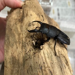 ヒラタクワガタ　ペアの画像