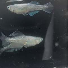 メダカの画像