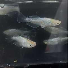 メダカの画像