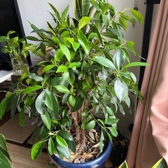 大切に育ててきました^ ^の画像
